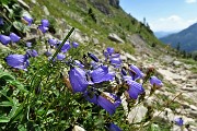 91 Campanula dei Ghiioni (Campanula cochleariifolia)